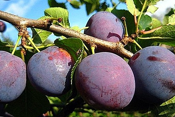 ទាំងអស់អំពីភាពខុសគ្នានៃ plums បាន "អាណាព្រាប"