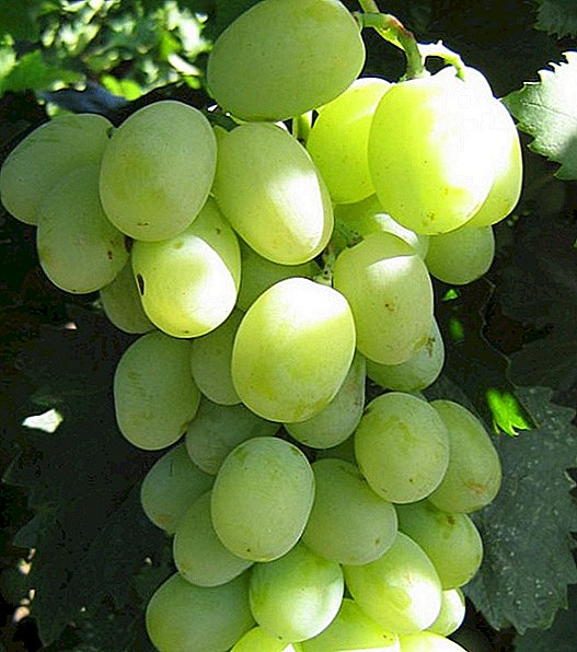 Grape variety-ий тухай мэдээлэл