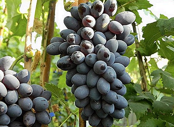 Grape variety-ий тухай мэдээлэл