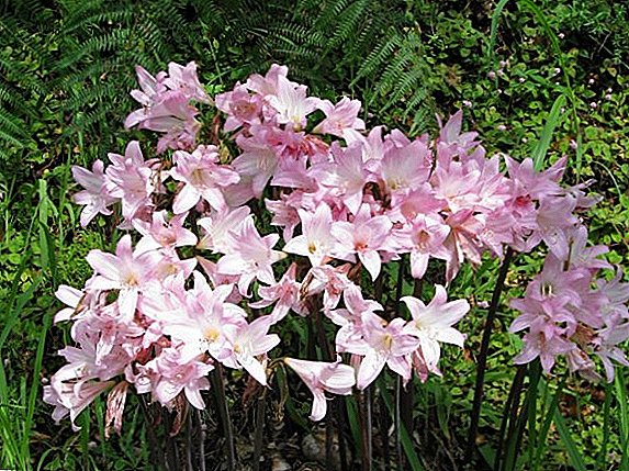Kaofela ka ho hōla amaryllis belladonna