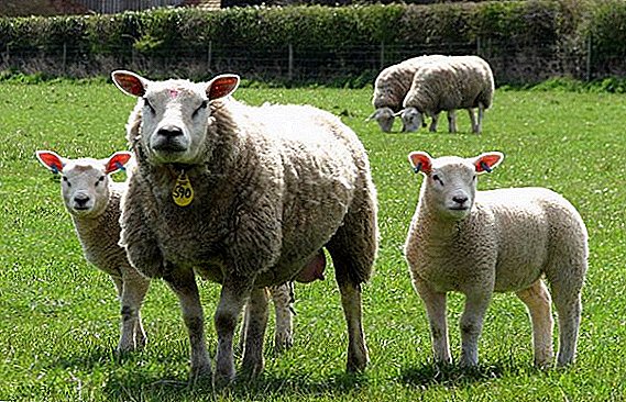 Բոլորը Texel ոչխարների մասին