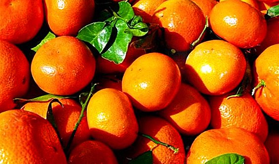 Mandarinen eta contraindicationsen propietate onuragarriak