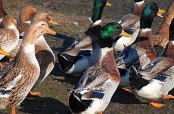 Сите најважни за одгледување башкирски патки дома