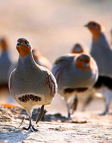 Kabeh sing paling penting babagan partridge breeding ing ngarep