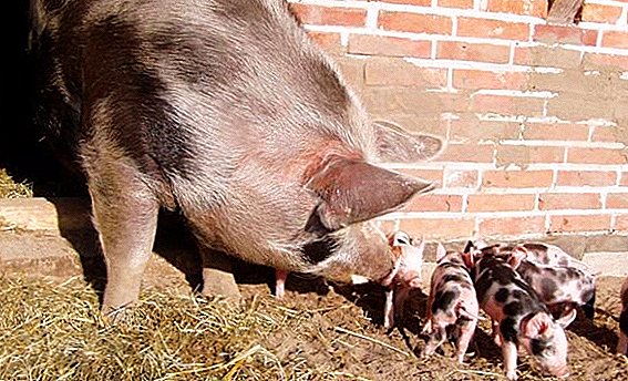 Kabeh sing paling penting babagan babi breeding iku petren