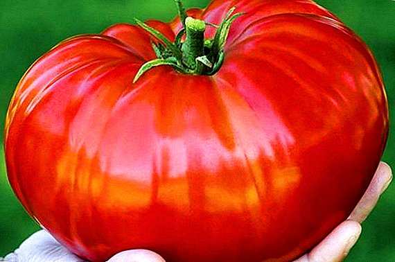 Plej grave pri la vario de tomatoj "Siberia giganto"