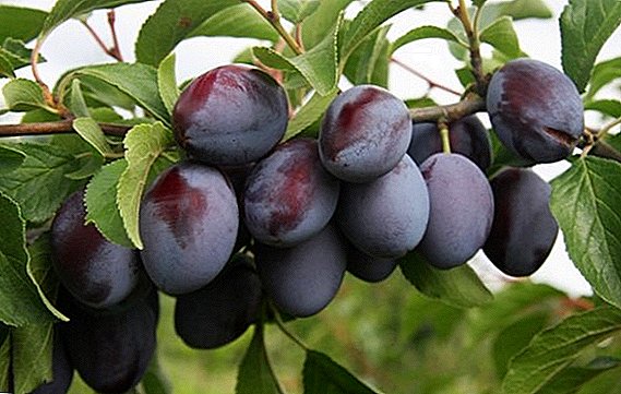 Yote muhimu zaidi kuhusu plums mbalimbali "Bogatyrskaya"