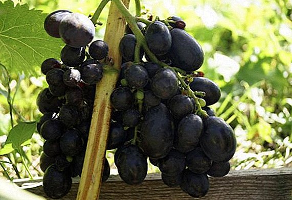 Sve najvažnije o sorti grožđa "Yasya"