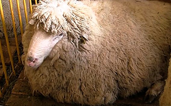Tout pi enpòtan an sou kwaze mouton Kuibyshev