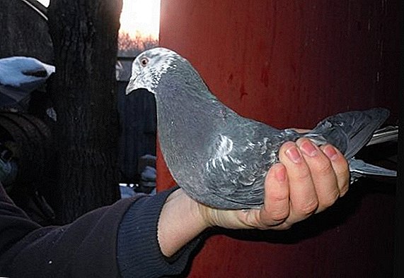 ʻO nā mea a pau e pili ana iā Baku pigeons
