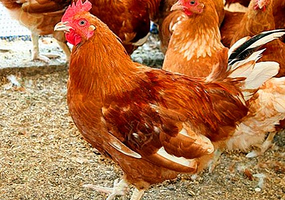 Todo sobre a raza das galiñas Vermello de cola branca: descrición, pros e contras