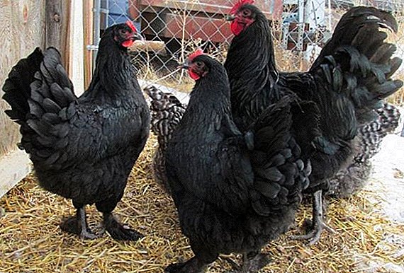 Բոլոր մասին breed langshan chickens: Ինչպես ցանել, պտերն ու դեմքերը ցեղատեսակի