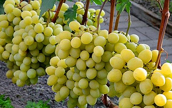 Todo o máis importante sobre a variedade de uva "Valek"