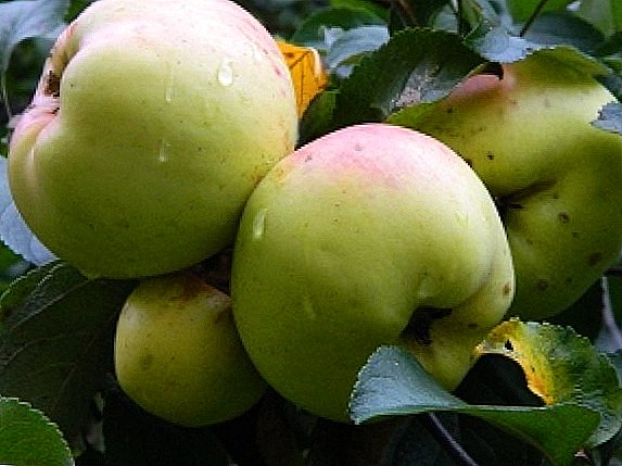 Բոգատյարի խնձորներ. Որոնք են բազմազանության առանձնահատկություններն ու առավելությունները: