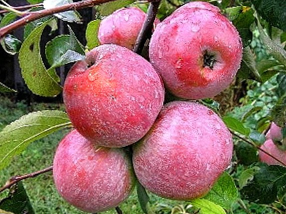 לאָבאָ apples: וואָס טוט אַ גאָאָדערער דאַרפֿן צו וויסן?
