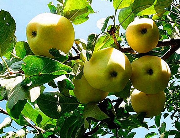 Apple "Wonderful": karakteristikat, kultivimi agrotechnology