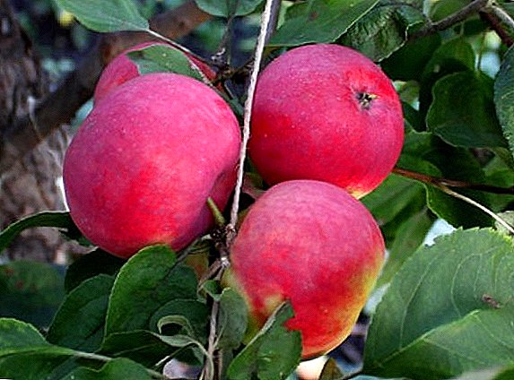 Apple "Malinovka": ciri, agrotechnology budidaya