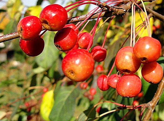 Jabukovo drvo Ranetka: opis popularnih sorti