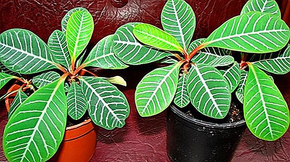 Euphorbia जहरीला छ र कसरी मानिसलाई खतरनाक हुन सक्छ?