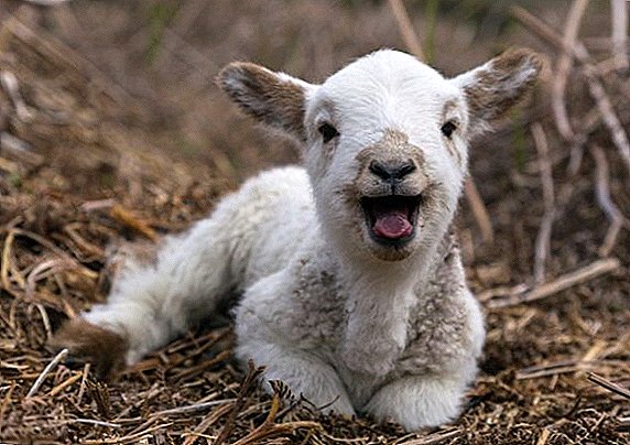 Lamb: Qhov no yog nws qhov cub