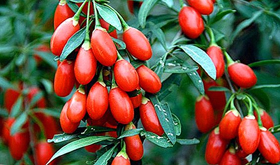 Goji berries - propiedades útiles e aplicación