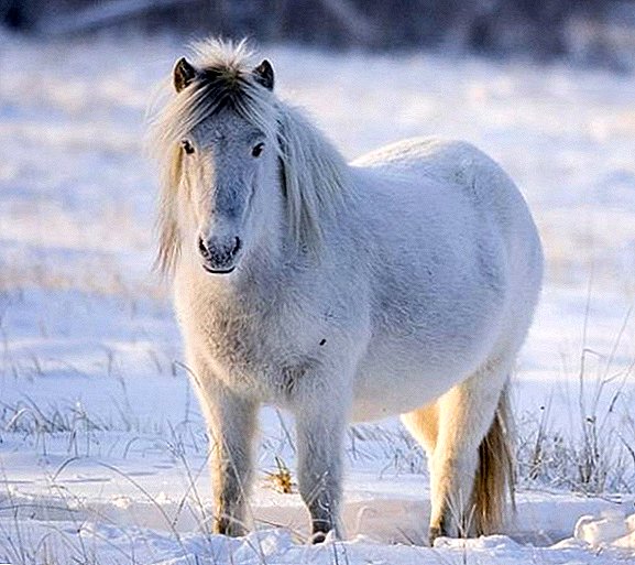 I-Yakut i-horse breed: izici, izinzuzo nezingozi