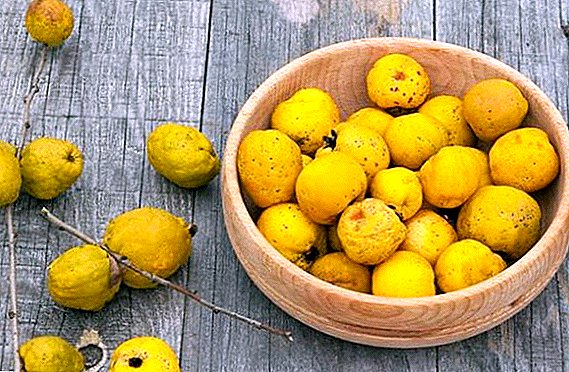 Японы quince: ашигтай шинж чанар ба эсрэг заалт