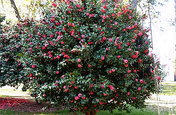 ဂျပန် camellia နှင့်အခြားမျိုးစိတ်နှင့်အမျိုးပေါင်း: ဖော်ပြချက်များနှင့်ဓာတ်ပုံများ
