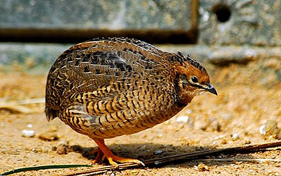 Японы quail: хэрхэн халамжлах, гэртээ хооллох талаар