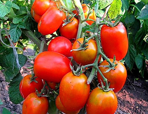 Macem macem breeding Siberia: Tomat Lazyka