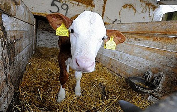 کشت گاو در خانه و در گیاهان پردازش گوشت: قوانین و مقررات