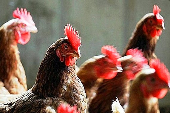 Poultry Disease Reduction Syndrome