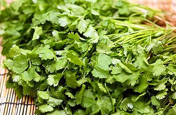 Preparation of cilantro ji bo zivistanan: xwarin, term, hilweşandinê, di hilberê de