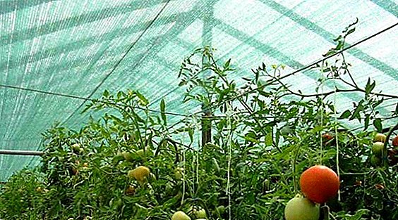 Greenhouse shading net: ngano ug unsaon paghatag sa usa ka greenhouse