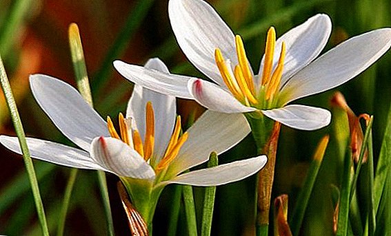Zephyranthes (upstart flores): quomodo curare
