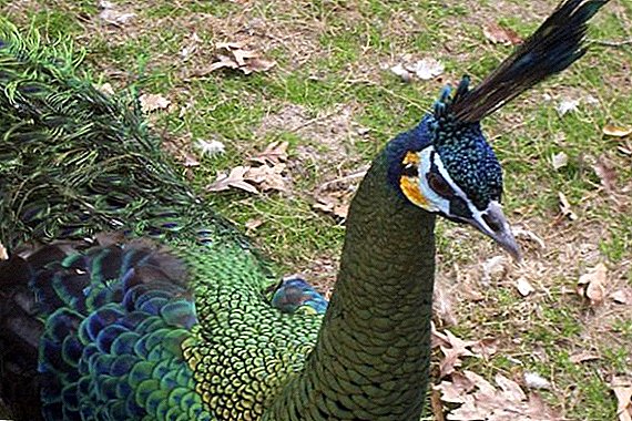 Green Peacock: kung unsa ang hitsura niini, diin kini nagpuyo, unsay iyang gikaon