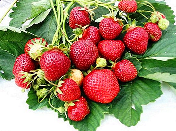 Strawberry Victoria: konsèy ki pi bon sou plante ak swen