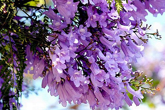 Jacaranda, ou árbore violeta: crecendo na casa