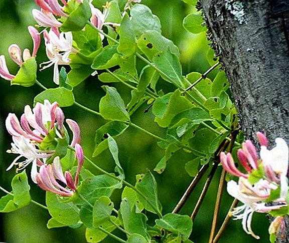 CISSANTHEMOS Perfoliate (capra, olentia) crescente in horto