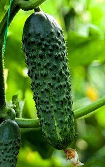 "Awọn olugbe" ti Ariwa: cucumbers ni Siberia
