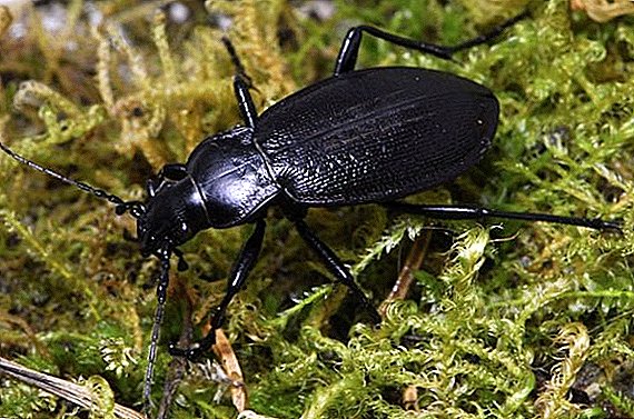 Kumbang Beetle ing Taman: Deskripsi serangga, apa apa nalika kumbang ditemokake