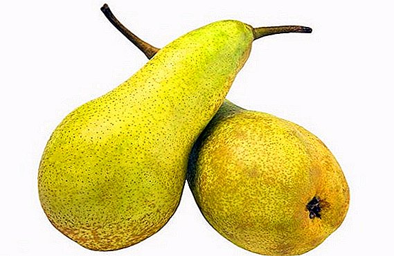 Winter Pear "Cure": einkenni, kostir og gallar