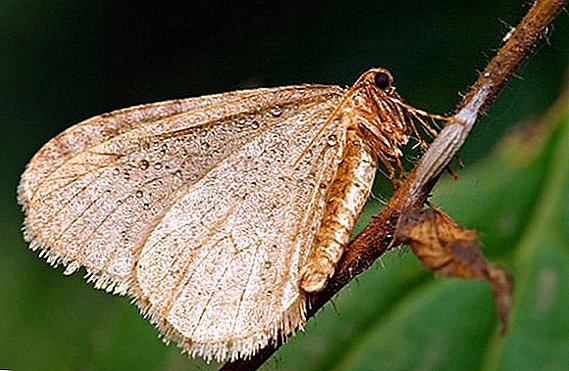 Winter moth: kung paano haharapin ang isang peste sa hardin
