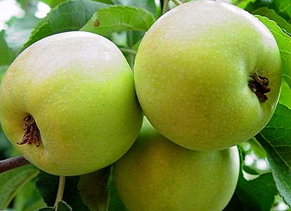 शीतकालीन सेबको रूख "ब्रुचुड": सफल खेतीको गुण र रहस्य