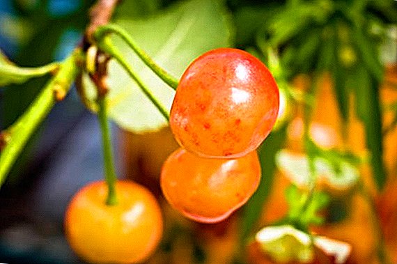 Winter-hardy and fruitful: paglalarawan at katangian ng sweet cherry varieties "Fatezh"