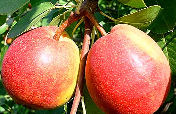 ພວກເຮົາໄດ້ຮູ້ຈັກກັບ pear ຂອງຊັ້ນຮຽນຂອງ "Krasulya"