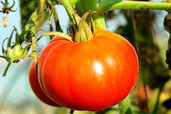 Mir kennen aner Fonctiounen vun Tomaten "Siberesche fréi"