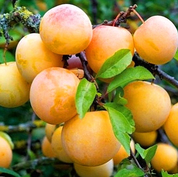 Delengen karo macem-macem varieties plum kuning