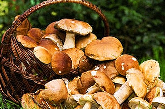 Запознајте се со јастиви видови печурки