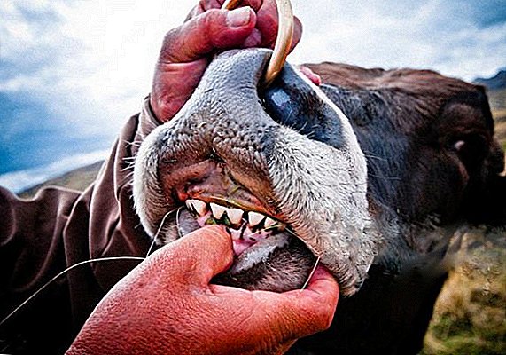 La dentoj de bovino: kiel ili estas, estas supraj, kial ili falas?